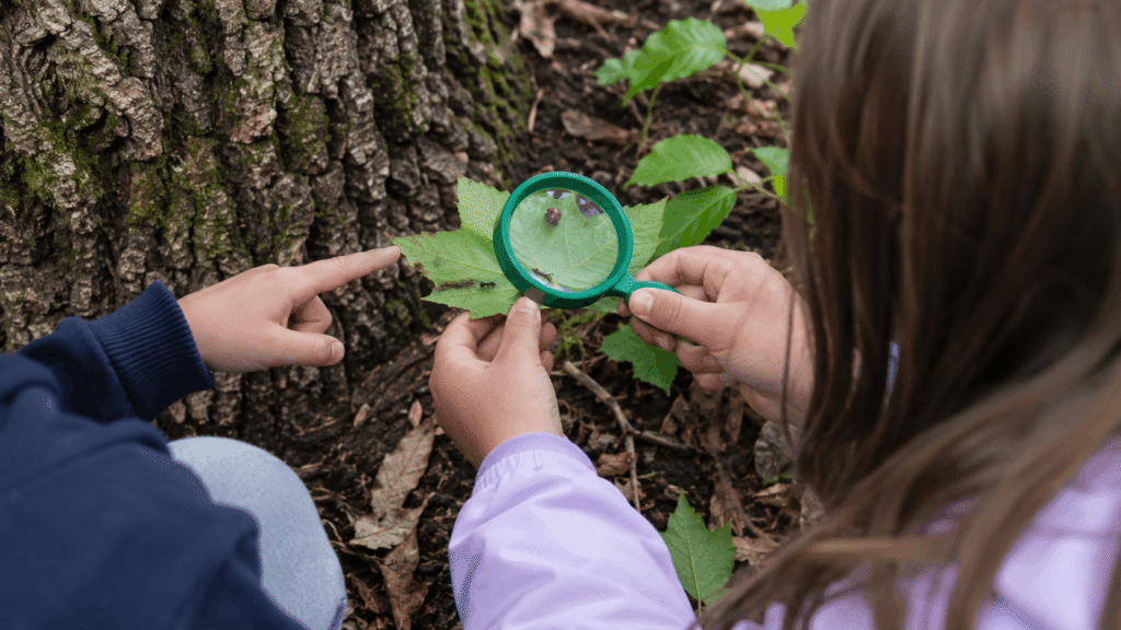 nature activities for kids bug investigation